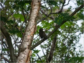 Höfði - Mývatn, Island