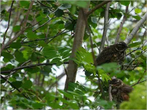 Höfði - Mývatn, Island