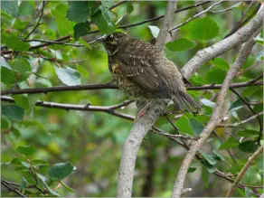 Höfði - Mývatn, Island