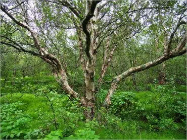 Höfði - Mývatn, Island