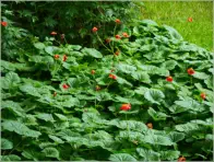 Höfði - Mývatn, Island