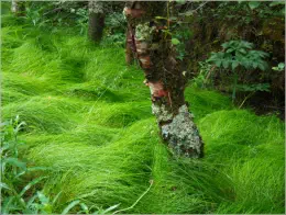 Höfði - Mývatn, Island