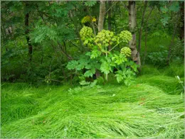 Höfði - Mývatn, Island