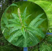 Höfði - Mývatn, Island