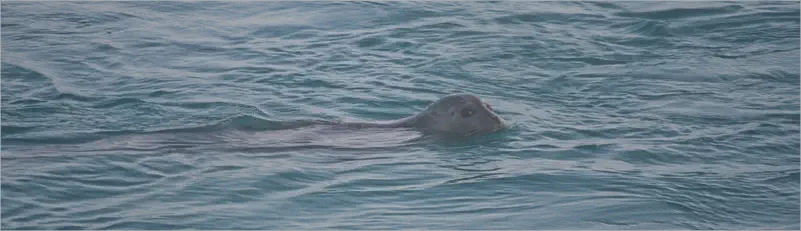 Jökulsárlón, Island