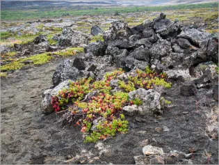 Kontinentalplatten bei Mývatn, Island