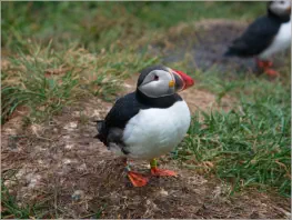Lundi-Felsen in Borgarfjörður, Island