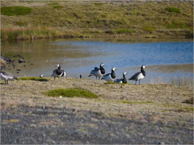 Nonnengänse im Nationalpark Vatnajökull, Island