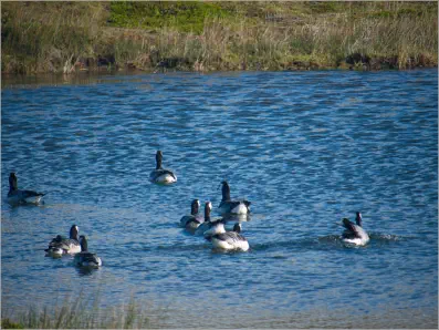 Nonnengänse im Nationalpark Vatnajökull, Island