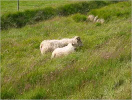 Pjódvegur, Austurland, Island