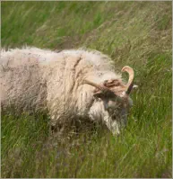Pjódvegur, Austurland, Island