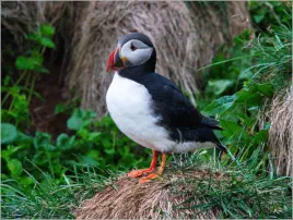 Puffinfelsen in Borgarfjörður, Island