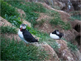 Puffinfelsen in Borgarfjörður, Island