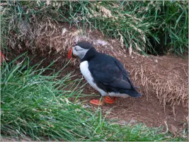Puffinfelsen in Borgarfjörður, Island