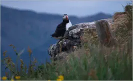 Puffinfelsen in Borgarfjörður, Island