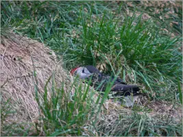 Puffinfelsen in Borgarfjörður, Island