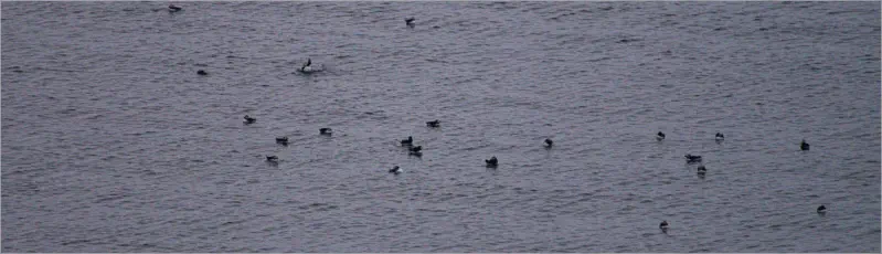 Puffinfelsen in Borgarfjörður, Island