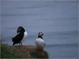 Puffinfelsen in Borgarfjörður, Island