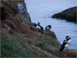 Puffinfelsen in Borgarfjörður, Island