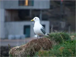 Puffinfelsen in Borgarfjörður, Island