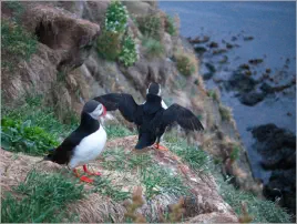 Puffinfelsen in Borgarfjörður, Island