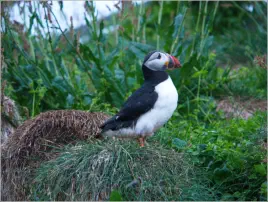 Puffinfelsen in Borgarfjörður, Island