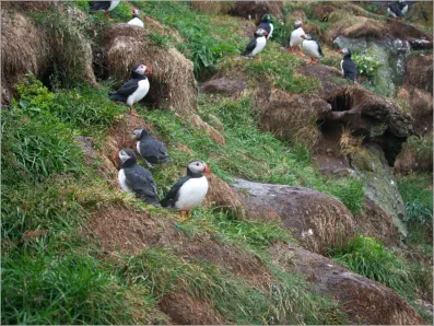Puffinfelsen in Borgarfjörður, Island