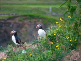 Puffinfelsen in Borgarfjörður, Island