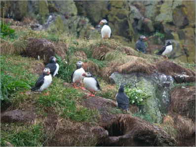 Puffinfelsen in Borgarfjörður, Island