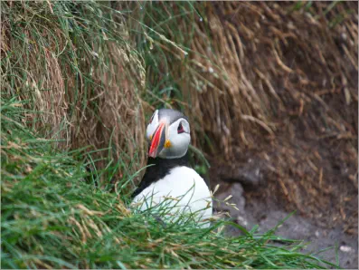 Puffinfelsen in Borgarfjörður, Island
