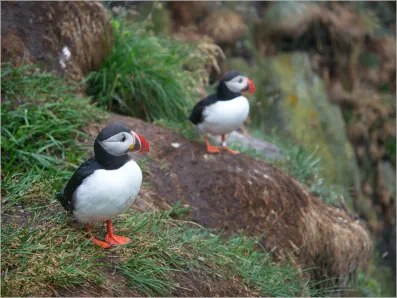 Puffinfelsen in Borgarfjörður, Island