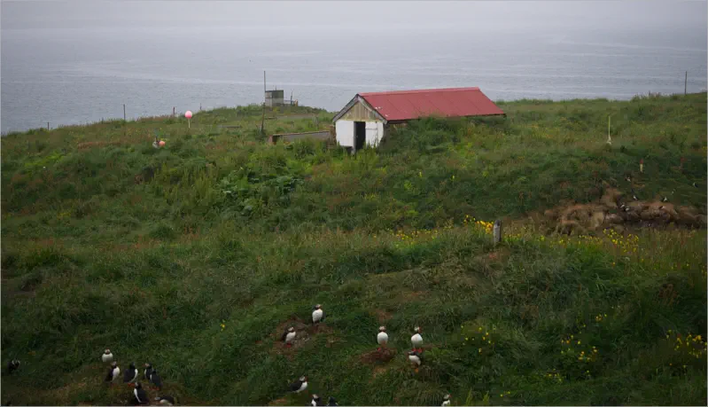 Puffinfelsen in Borgarfjörður, Island