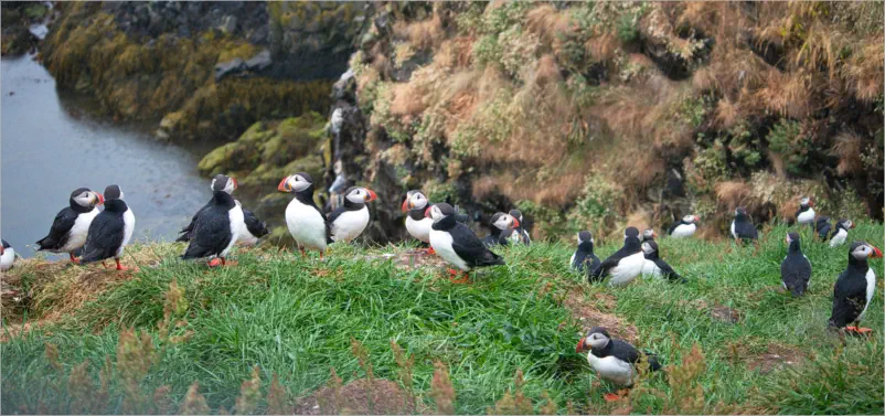 Puffinfelsen in Borgarfjörður, Island