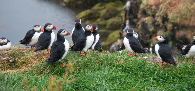 Puffinfelsen in Borgarfjörður, Island