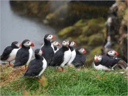 Puffinfelsen in Borgarfjörður, Island