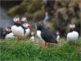 Puffinfelsen in Borgarfjörður, Island