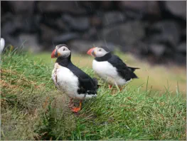 Puffinfelsen in Borgarfjörður, Island