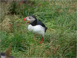 Puffinfelsen in Borgarfjörður, Island