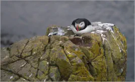 Puffinfelsen in Borgarfjörður, Island