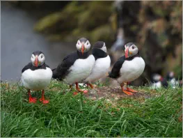 Puffinfelsen in Borgarfjörður, Island