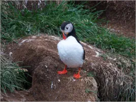 Puffinfelsen in Borgarfjörður, Island