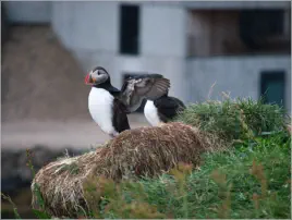 Puffinfelsen in Borgarfjörður, Island