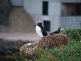 Puffinfelsen in Borgarfjörður, Island