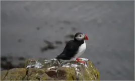 Puffinfelsen in Borgarfjörður, Island