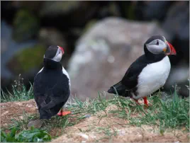 Puffinfelsen in Borgarfjörður, Island