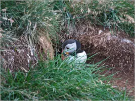 Puffinfelsen in Borgarfjörður, Island