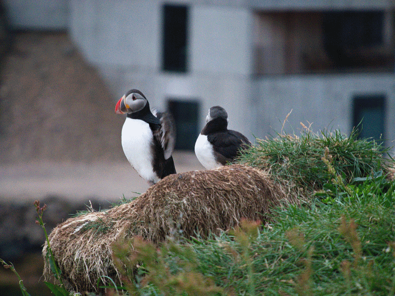 Puffinfelsen in Borgarfjörður, Island