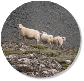 Schafe in Stokksnes, Island