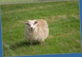 Unterwegs in Austurland, Island