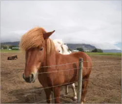 Unterwegs in Austurland, Island